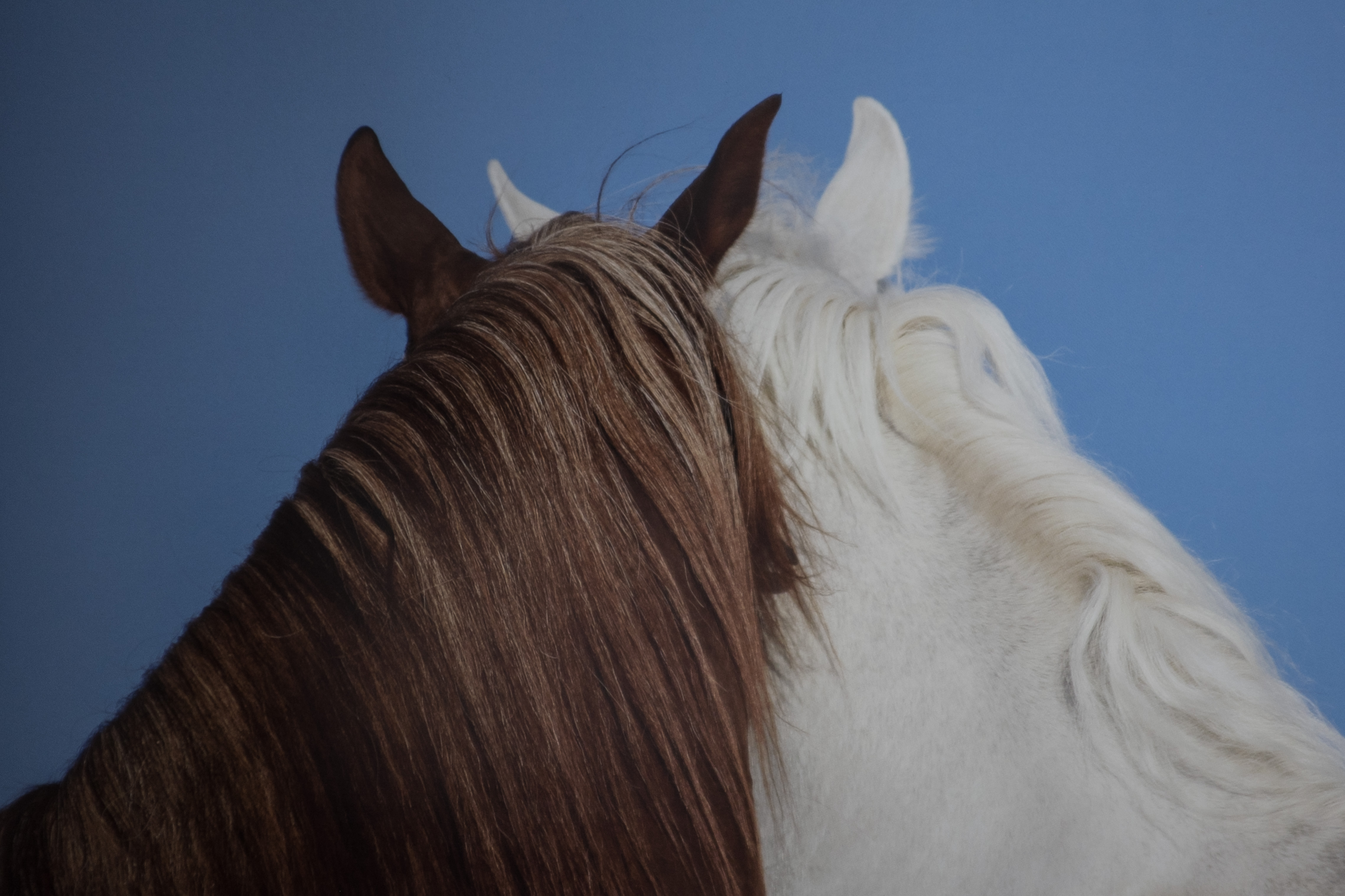 The Horses of Kurdistan recounts history through animals
